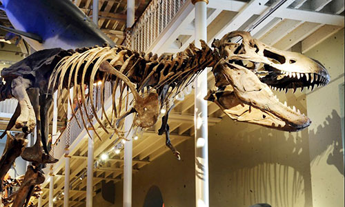 National Musuem of Scotland